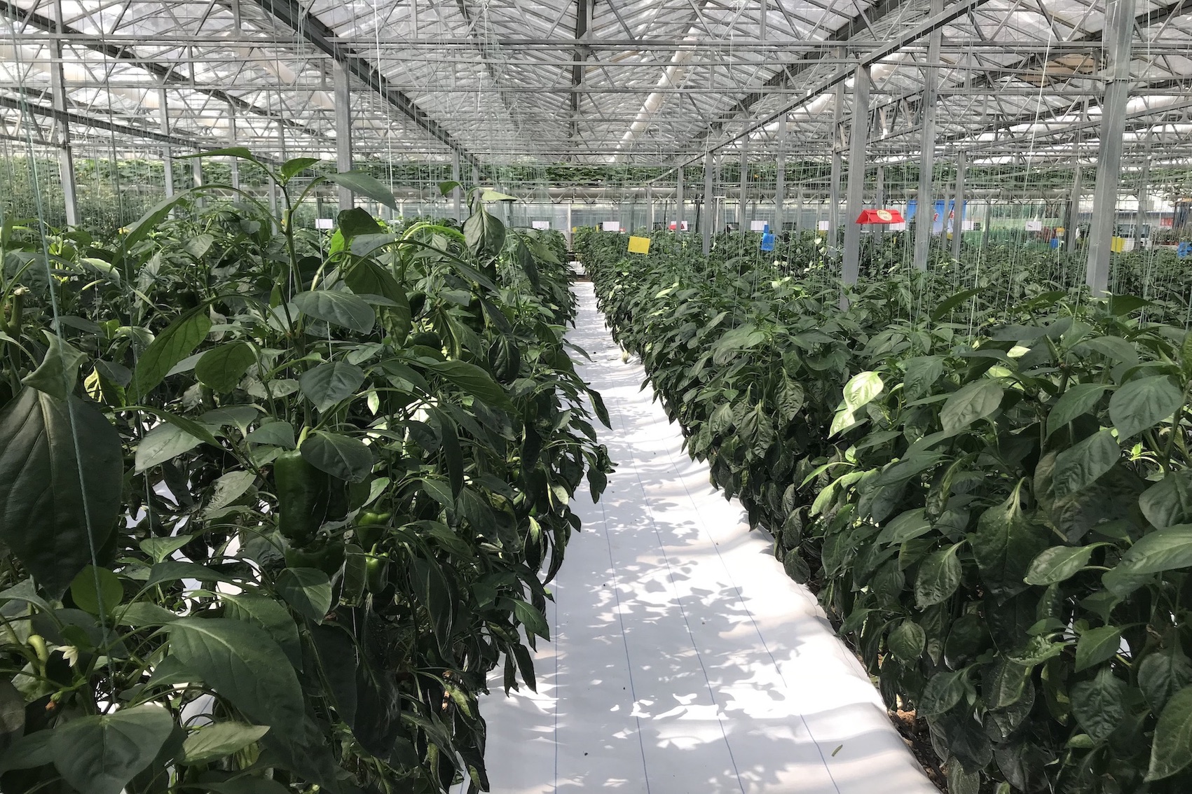 5M Wide White Ground Cover | UV Resistant Woven Weed Mat Manufacturer